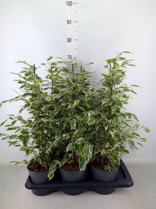 <h4>Ficus benja. 'Twilight'</h4>