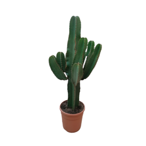Euphorbia candelabrum