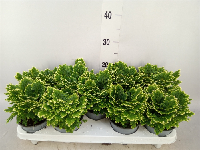 <h4>Selaginella martensii 'Jori'</h4>