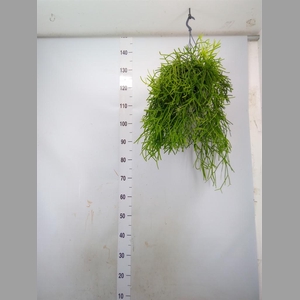 Rhipsalis heteroclada
