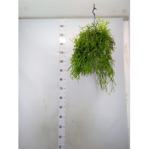 Rhipsalis heteroclada