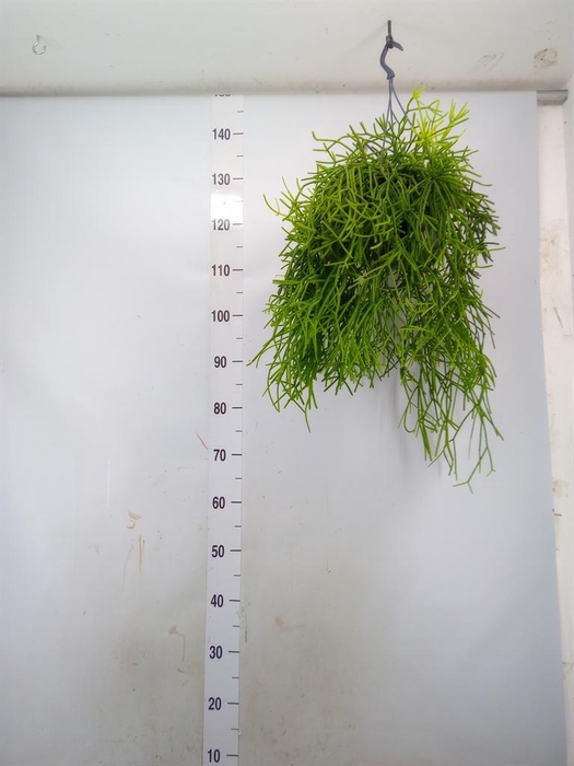 <h4>Rhipsalis heteroclada</h4>
