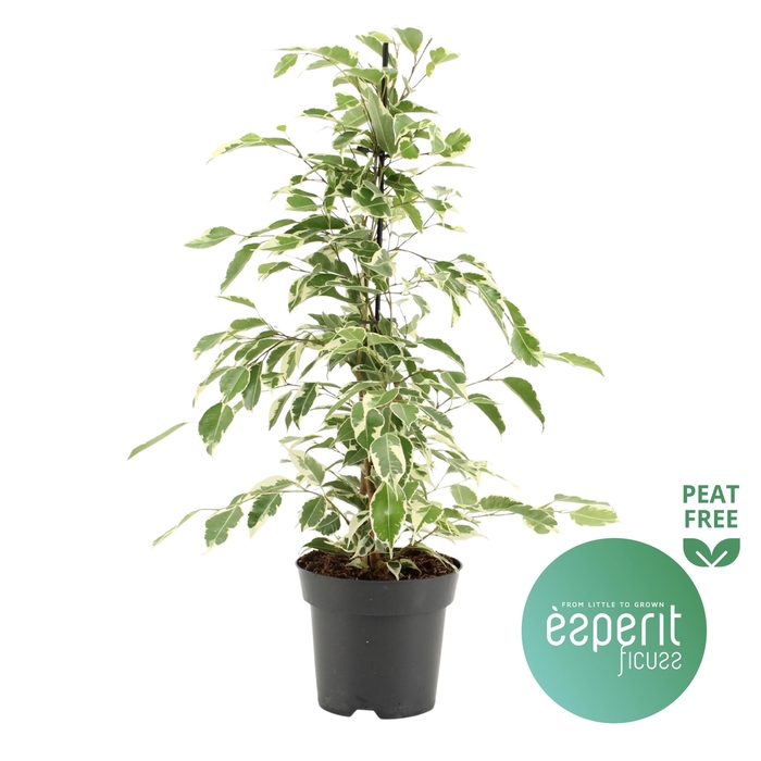 <h4>Ficus benjamina Twilight®</h4>