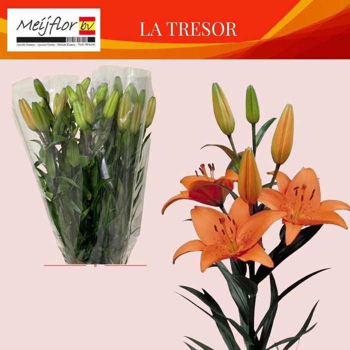 <h4>LI AS TRESOR</h4>