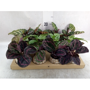 Calathea   ...mix