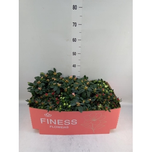 Rhododendron sim.   ...mix 3