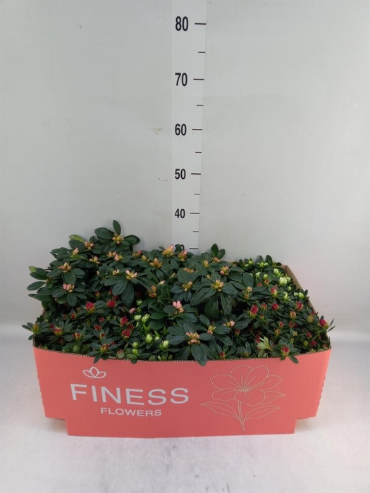 <h4>Rhododendron sim.   ...mix 3</h4>