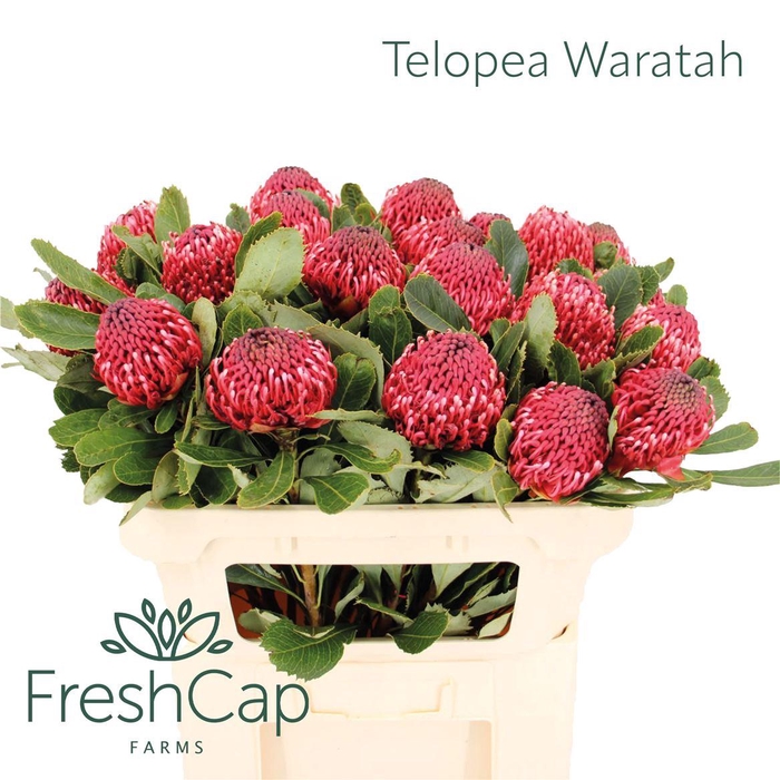 <h4>Telopea Waratah Bicolor</h4>