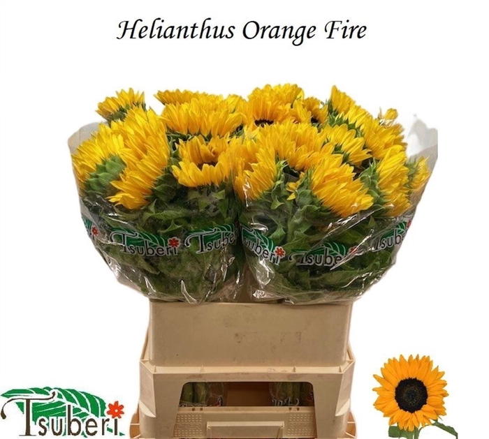 Helian An Orange Fir