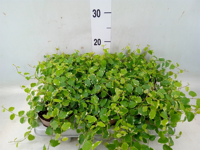 <h4>Ficus pumila 'White Sunny'</h4>