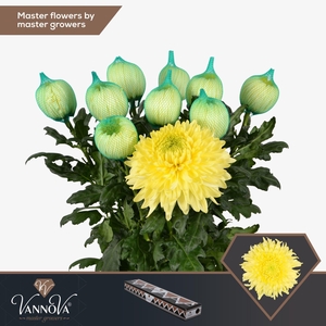 Chrysanthemum PL 'Magnum Yellow'