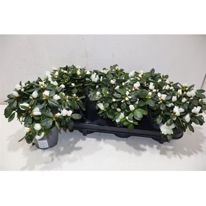 Rhodo Si Witte Vogel