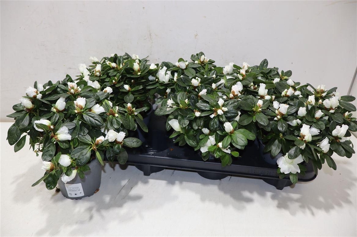 <h4>Rhodo Si Witte Vogel</h4>