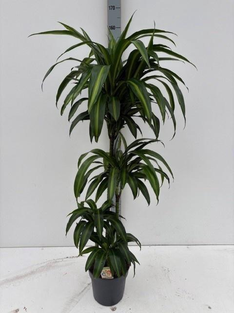 <h4>DRA FRAG HAWAI SUNSH</h4>