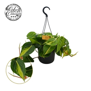 Philodendron scandens Brasil 15cm hangpot