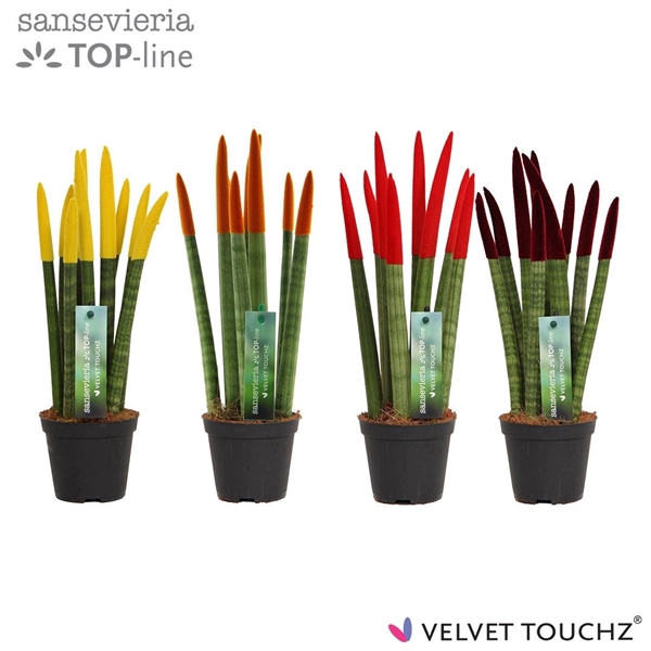 <h4>Sansevieria VELVET TOUCHZ® Herfst mix</h4>