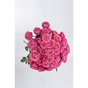 R Gr Tr Julieta Cerise