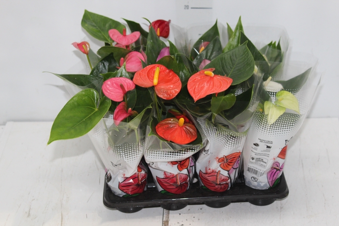 <h4>ANTHURIUM VARIADO P06</h4>