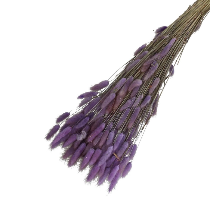 <h4>Droogbloem Lagurus 65cm 100g</h4>