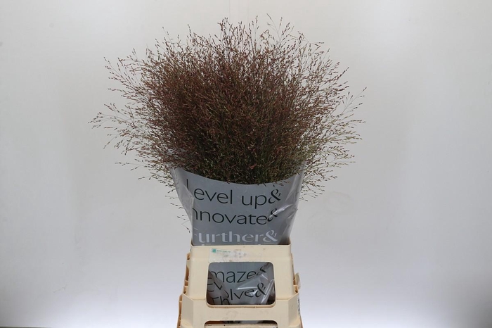 Panicum Virgatum Warrior