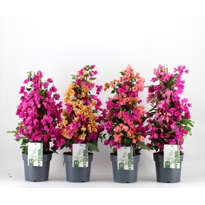 Bougainvillea piramide mix