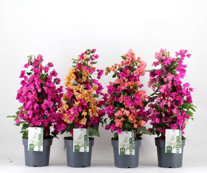 <h4>Bougainvillea piramide mix</h4>