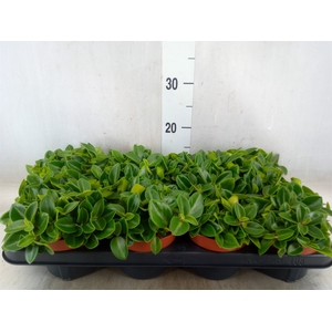 Peperomia pros. 'Pixie'
