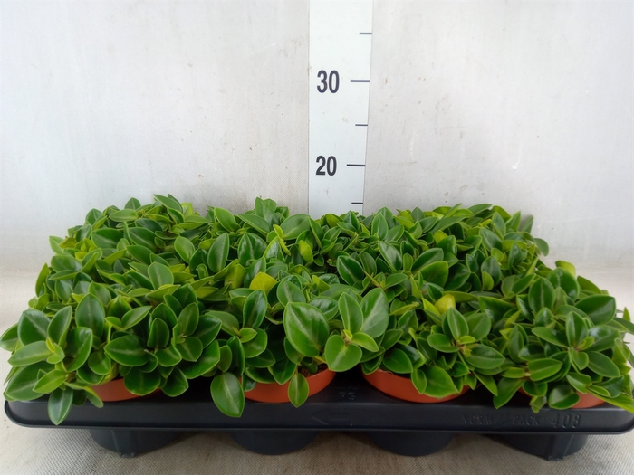 <h4>Peperomia pros. 'Pixie'</h4>