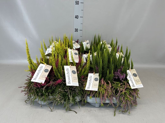 <h4>Calluna vulg. 'Beauty L'  ..mix</h4>