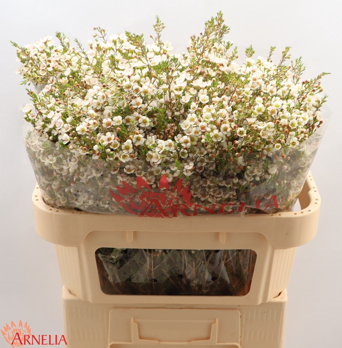 <h4>CHAMELAUCIUM 'MORNING DELIGHT'</h4>