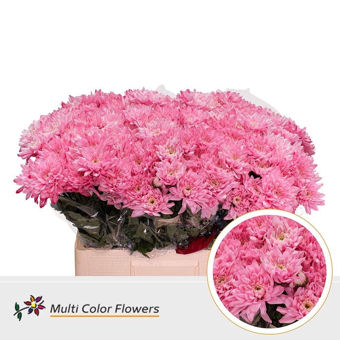 <h4>Chr. Tr 'Baltica' DYED Pink</h4>