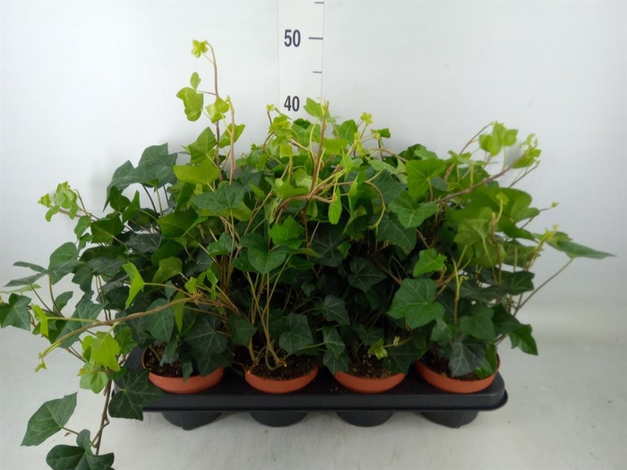 <h4>Hedera hibernica</h4>