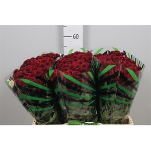 Chr S Aaa Purpet Red