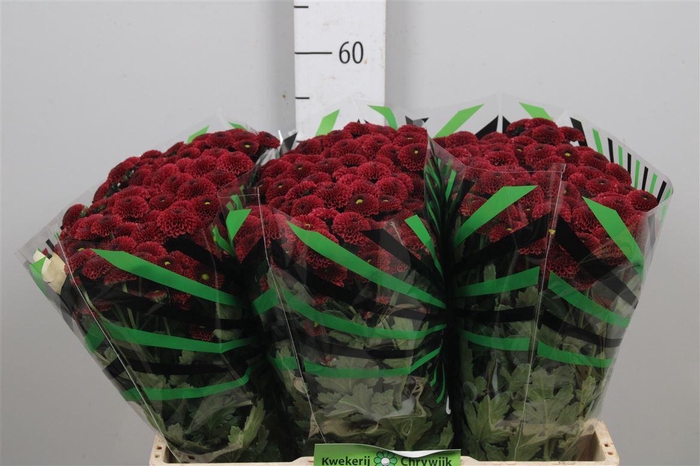 Chr S Aaa Purpet Red