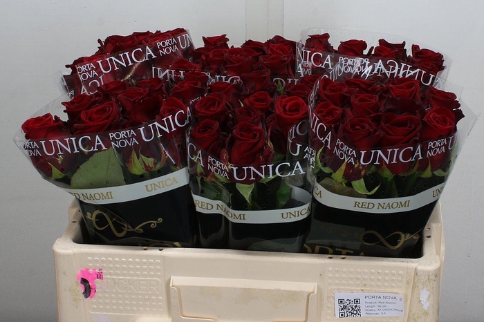 <h4>R Gr Red Naomi Unica 50 Rauw</h4>