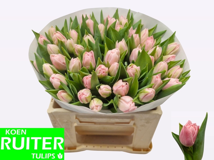 <h4>TU DU DREAMER</h4>