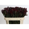 Leucadendron Saf Sunset Dark R.