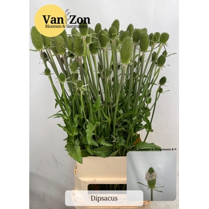 DIPSACUS