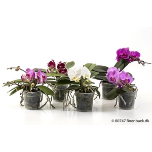 PHALAENOPSIS-HYBRID p12