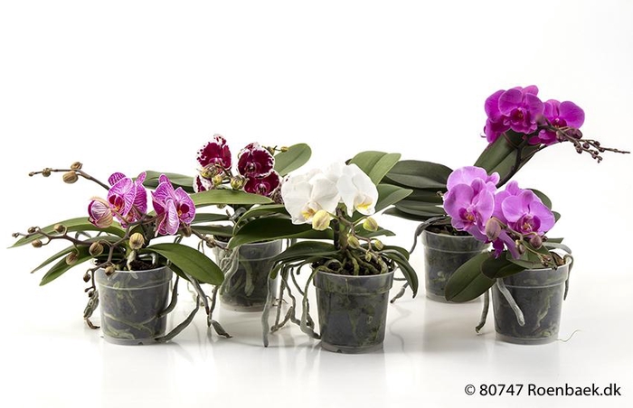 <h4>PHALAENOPSIS-HYBRID p12</h4>