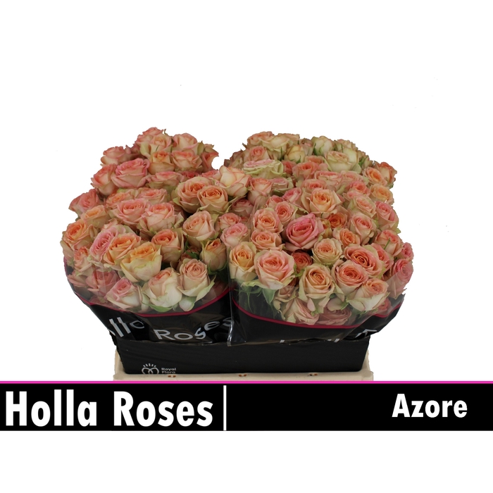 <h4>Azore</h4>