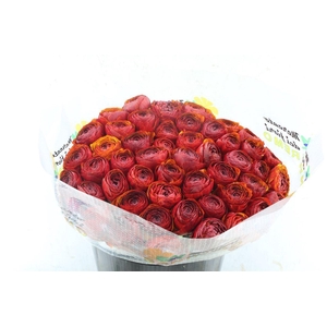 Ran Kloon Extra Chocolat