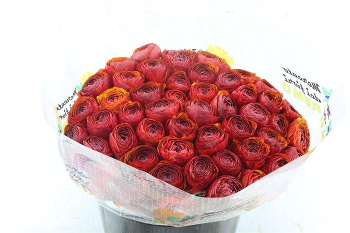 <h4>Ran Kloon Extra Chocolat</h4>