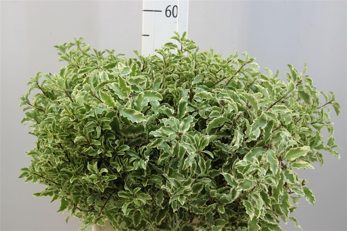 <h4>Pittosporum Nigra</h4>