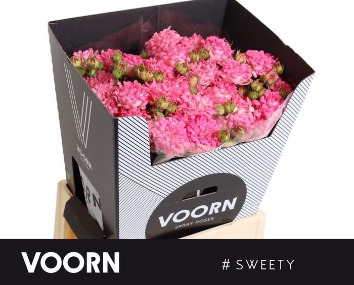 <h4>R TR #SWEETY</h4>