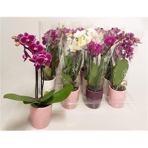 Phal Mini 2 Branches 14+in Keramiek