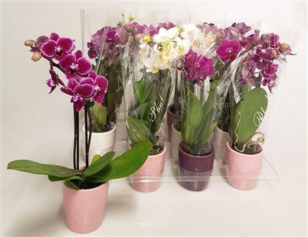 <h4>Phal Mini 2 Branches 14+in Keramiek</h4>