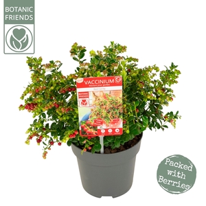 Vaccinium vitis-idaea 'Red Candy' (2ltr)