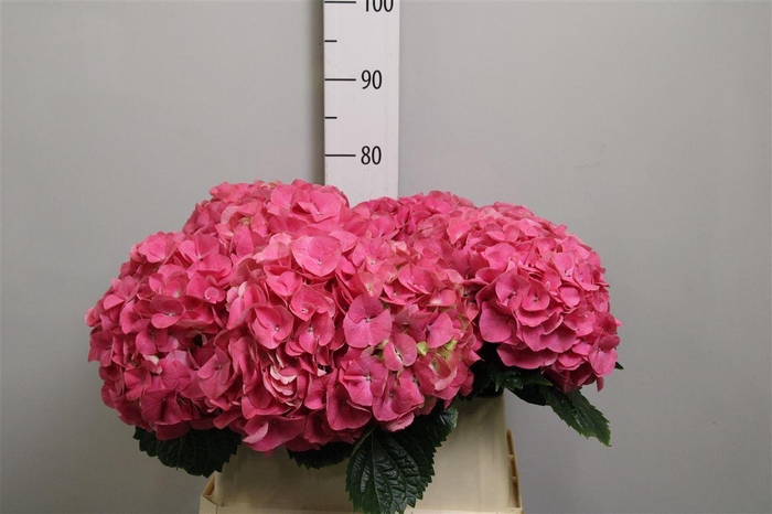 <h4>Hydr M Sibilla Rd</h4>