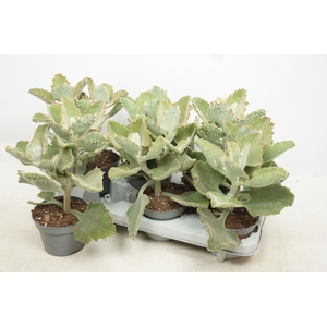 KALANCHOE BEHARENSIS